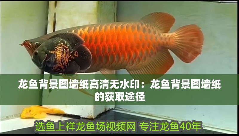 龍魚背景圖墻紙高清無水印：龍魚背景圖墻紙的獲取途徑