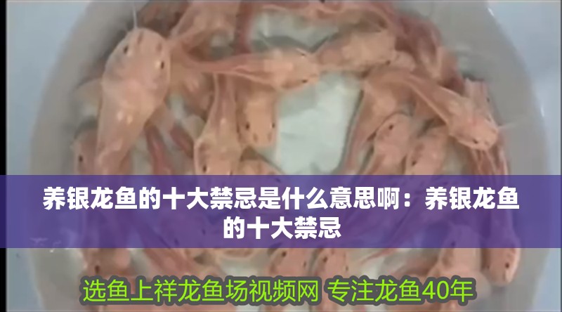 養銀龍魚的十大禁忌是什么意思?。吼B銀龍魚的十大禁忌 養銀龍魚的十大禁忌是什么意思?。吼B銀龍魚的十大禁忌 龍魚百科