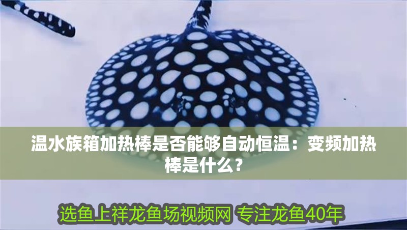 溫水族箱加熱棒是否能夠自動恒溫：變頻加熱棒是什么？ 溫水族箱加熱棒是否能夠自動恒溫：變頻加熱棒是什么？ 魚缸百科