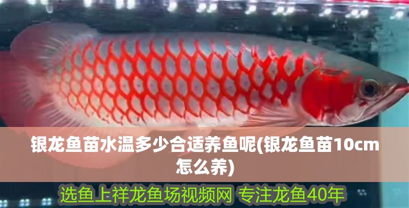 銀龍魚苗水溫多少合適養魚呢(銀龍魚苗10cm怎么養)