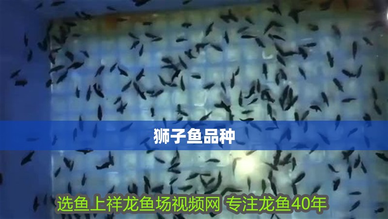 獅子魚(yú)品種