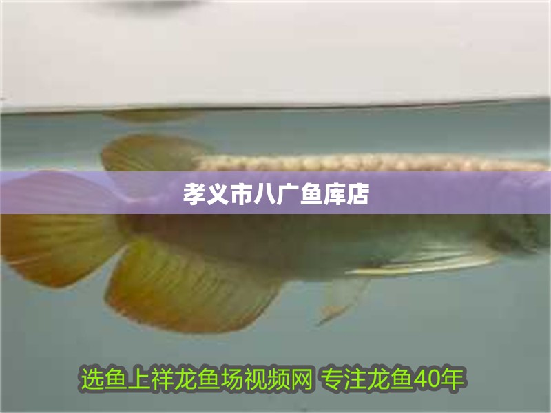 孝義市八廣魚庫店