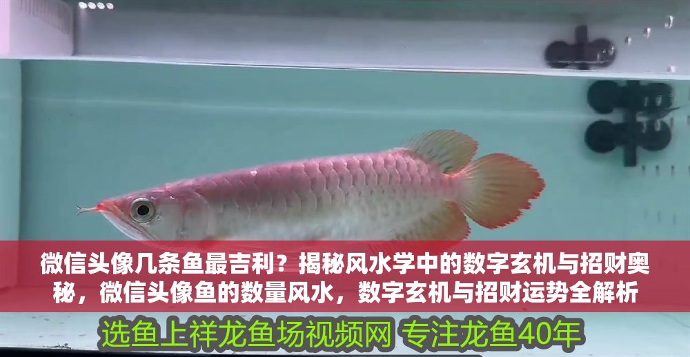 微信頭像幾條魚最吉利？揭秘風水學中的數字玄機與招財奧秘，微信頭像魚的數量風水，數字玄機與招財運勢全解析