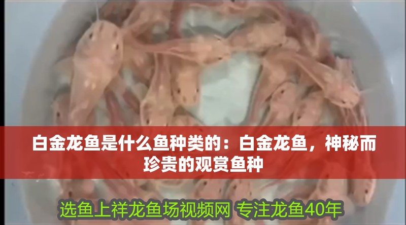 白金龍魚是什么魚種類的：白金龍魚，神秘而珍貴的觀賞魚種 白金龍魚是什么魚種類的：白金龍魚，神秘而珍貴的觀賞魚種 龍魚百科