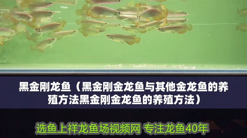 黑金剛龍魚（黑金剛金龍魚與其他金龍魚的養(yǎng)殖方法黑金剛金龍魚的養(yǎng)殖方法）