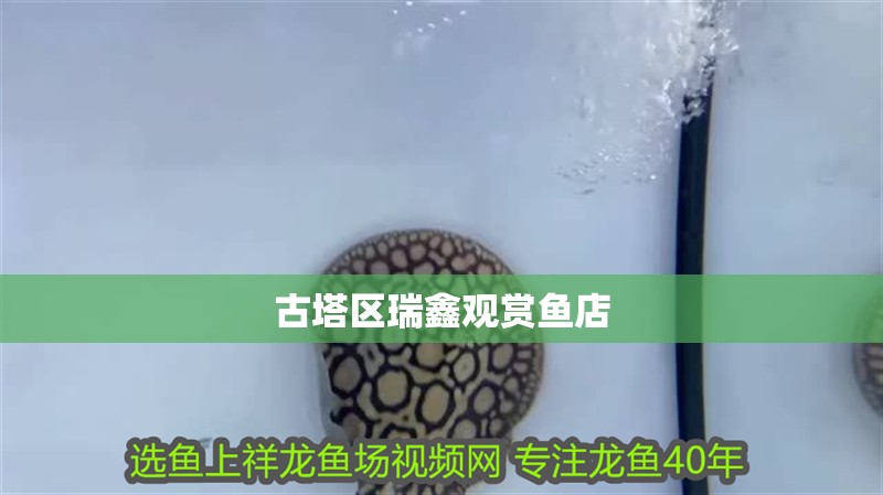 古塔區瑞鑫觀賞魚店