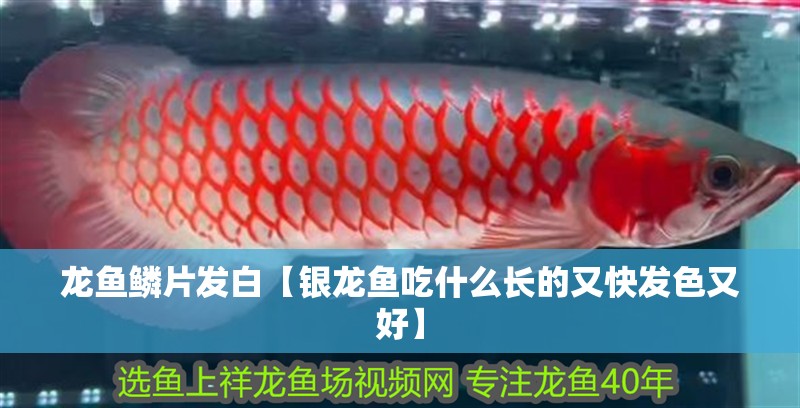 龍魚干蝦有營養嗎 龍魚鱗片發白【銀龍魚吃什么長的又快發色又好】 銀龍魚百科 龍魚鱗片發白【銀龍魚吃什么長的又快發色又好】 龍魚鱗片發白【銀龍魚吃什么長的又快發色又好】 銀龍魚百科