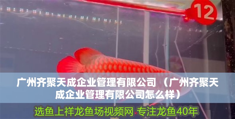 廣州齊聚天成企業(yè)管理有限公司 （廣州齊聚天成企業(yè)管理有限公司怎么樣）