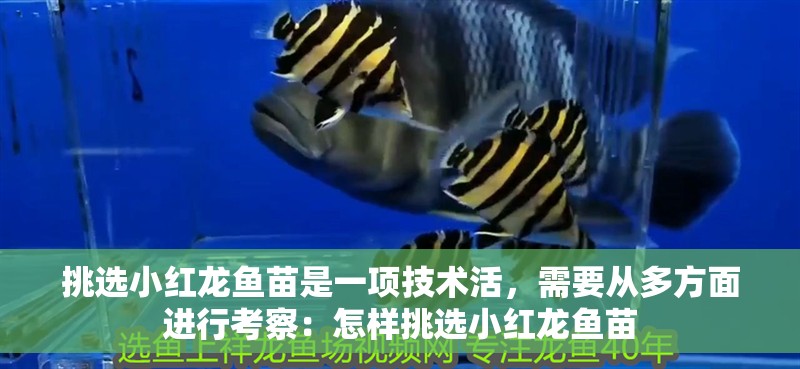 挑選小紅龍魚苗是一項(xiàng)技術(shù)活，需要從多方面進(jìn)行考察：怎樣挑選小紅龍魚苗