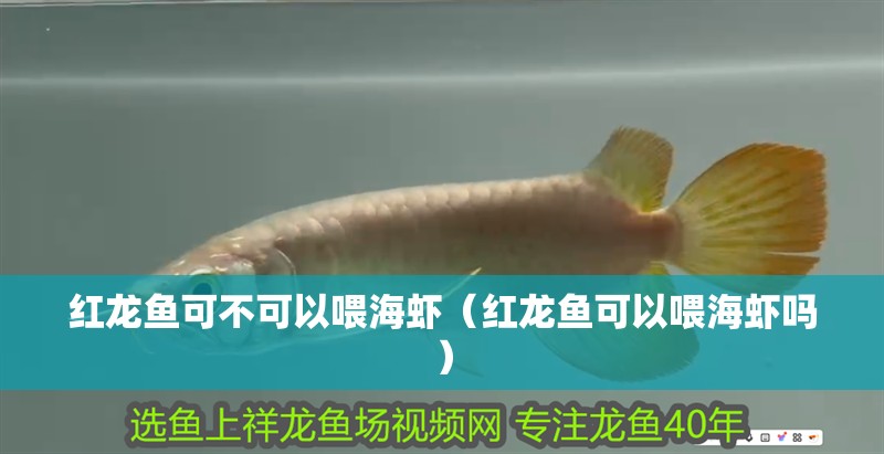 紅龍魚可不可以喂海蝦（紅龍魚可以喂海蝦嗎） 紅龍魚可不可以喂海蝦（紅龍魚可以喂海蝦嗎） 龍魚百科