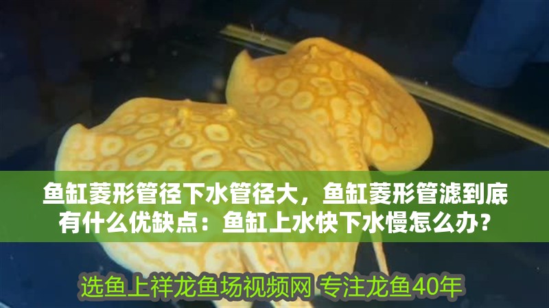 魚缸菱形管徑下水管徑大，魚缸菱形管濾到底有什么優(yōu)缺點：魚缸上水快下水慢怎么辦？