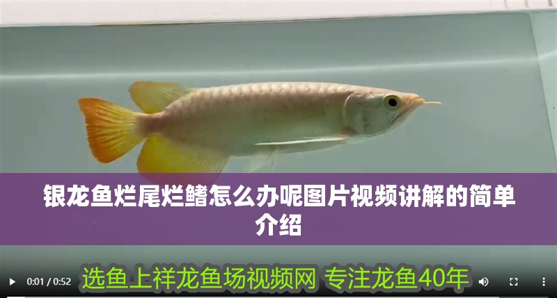銀龍魚爛尾爛鰭怎么辦呢圖片視頻講解的簡單介紹