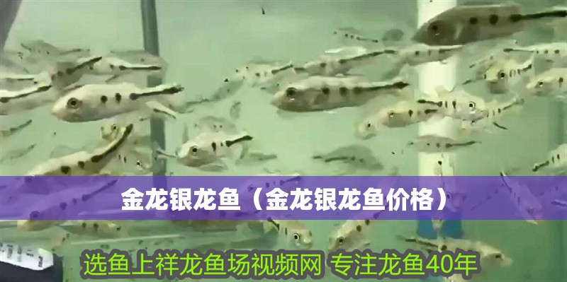 金龍銀龍魚（金龍銀龍魚價格）