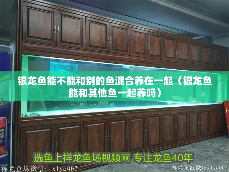 銀龍魚能不能和別的魚混合養在一起（銀龍魚能和其他魚一起養嗎）