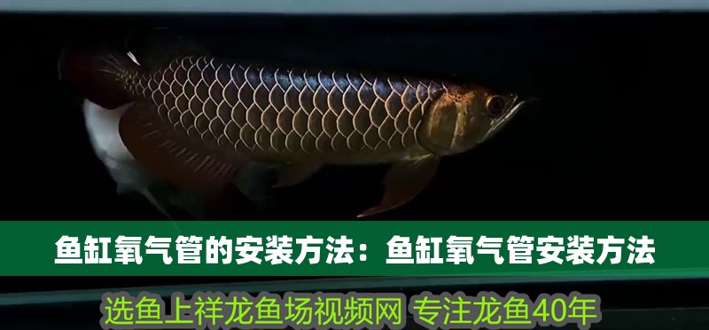 魚缸氧氣管的安裝方法：魚缸氧氣管安裝方法 魚缸氧氣管的安裝方法：魚缸氧氣管安裝方法 魚缸百科