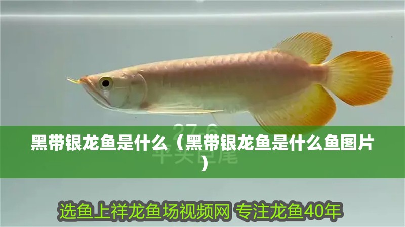 黑帶銀龍魚是什么（黑帶銀龍魚是什么魚圖片）