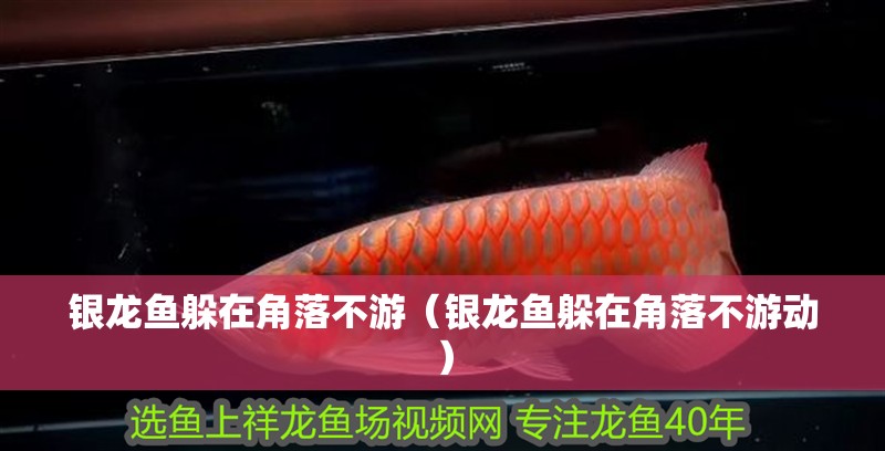 銀龍魚躲在角落不游（銀龍魚躲在角落不游動(dòng)）