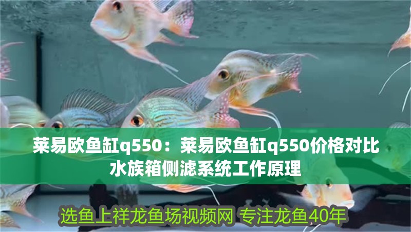 萊易歐魚缸q550：萊易歐魚缸q550價格對比水族箱側濾系統工作原理 萊易歐魚缸q550：萊易歐魚缸q550價格對比水族箱側濾系統工作原理 魚缸百科