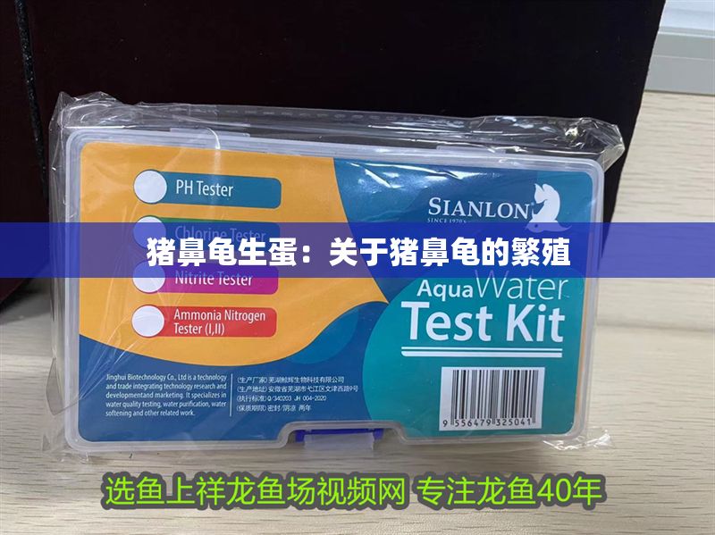 豬鼻龜生蛋：關(guān)于豬鼻龜?shù)姆敝? title=