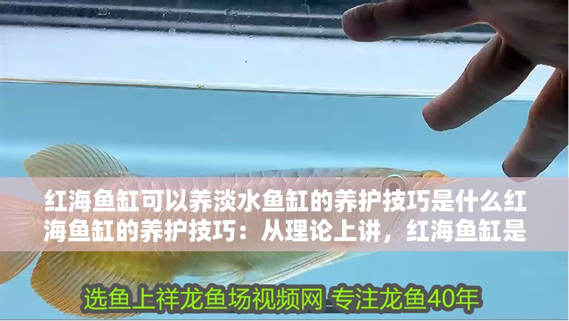 紅海魚缸可以養(yǎng)淡水魚缸的養(yǎng)護(hù)技巧是什么紅海魚缸的養(yǎng)護(hù)技巧：從理論上講，紅海魚缸是可以養(yǎng)淡水魚的