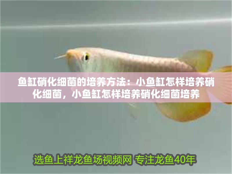魚缸硝化細(xì)菌的培養(yǎng)方法：小魚缸怎樣培養(yǎng)硝化細(xì)菌，小魚缸怎樣培養(yǎng)硝化細(xì)菌培養(yǎng)