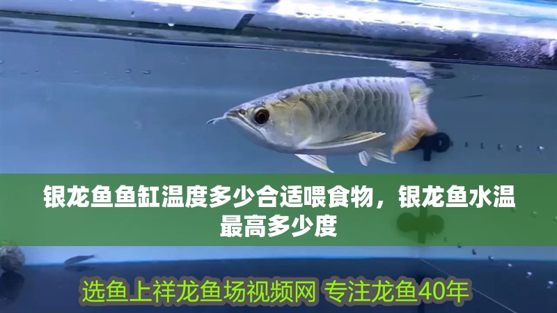 銀龍魚魚缸溫度多少合適喂食物，銀龍魚水溫最高多少度