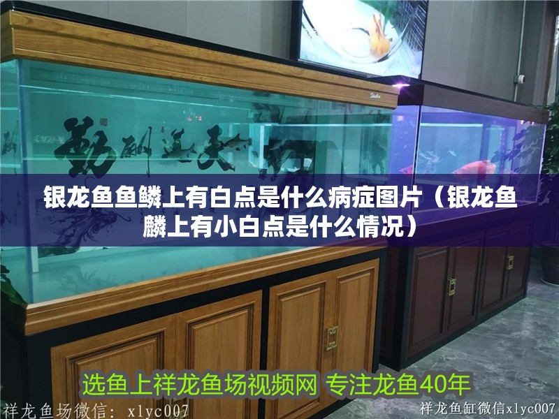 銀龍魚魚鱗上有白點是什么病癥圖片（銀龍魚麟上有小白點是什么情況）