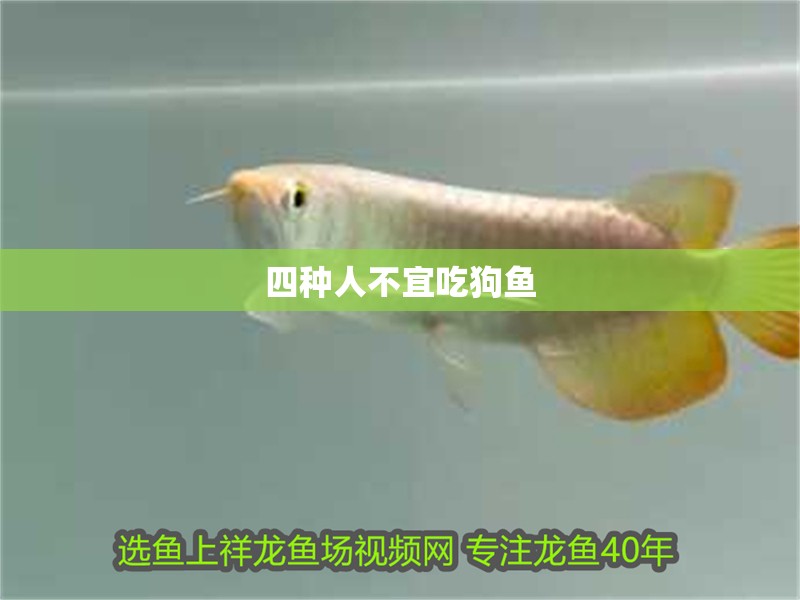 四種人不宜吃狗魚