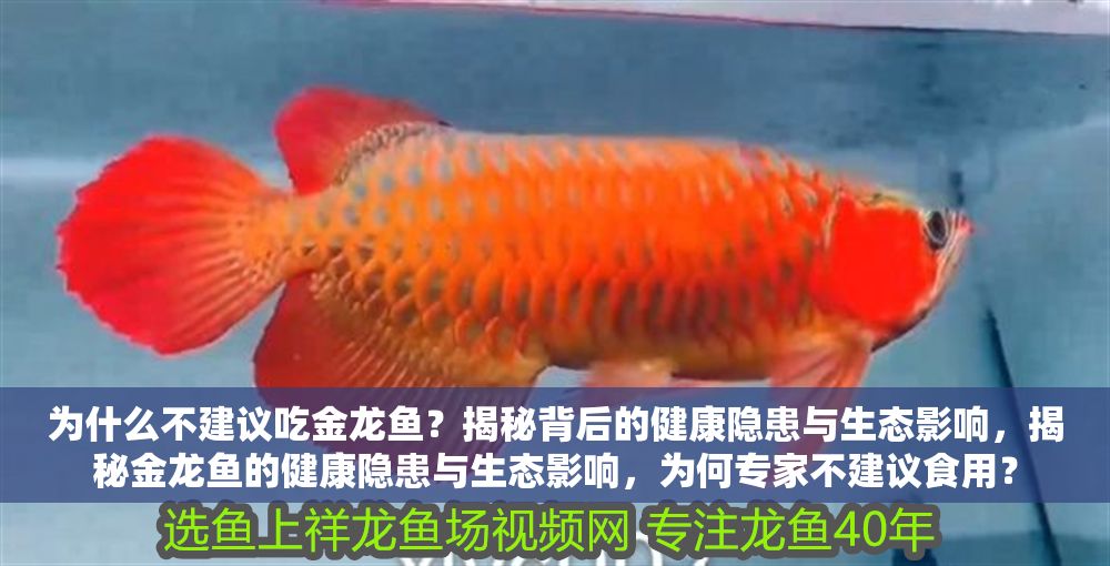 為什么不建議吃金龍魚？揭秘背后的健康隱患與生態影響，揭秘金龍魚的健康隱患與生態影響，為何專家不建議食用？