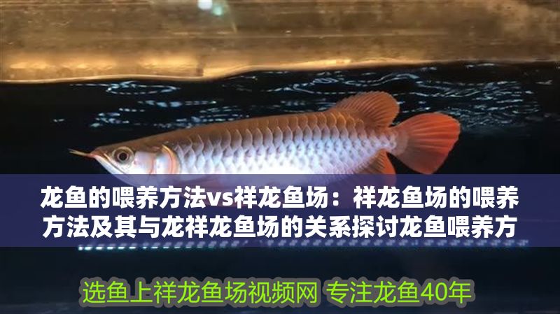 龍魚的喂養方法vs祥龍魚場：祥龍魚場的喂養方法及其與龍祥龍魚場的關系探討龍魚喂養方法