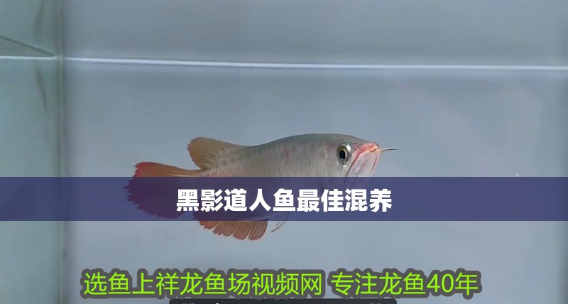 黑影道人魚最佳混養 黑影道人魚最佳混養 龍魚論壇