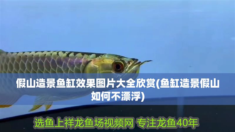 假山造景魚缸效果圖片大全欣賞(魚缸造景假山如何不漂浮)