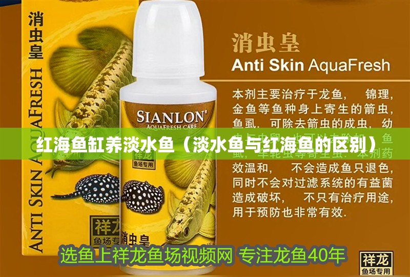 紅海魚缸養淡水魚（淡水魚與紅海魚的區別） 紅海魚缸養淡水魚（淡水魚與紅海魚的區別） 魚缸百科