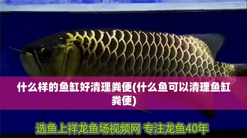 什么樣的魚缸好清理糞便(什么魚可以清理魚缸糞便)