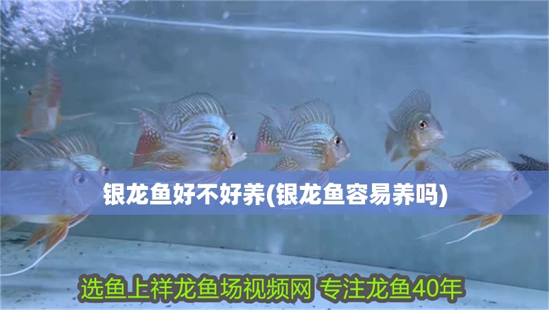 銀龍魚好不好養(銀龍魚容易養嗎)