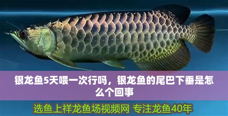 銀龍魚5天喂一次行嗎，銀龍魚的尾巴下垂是怎么個回事