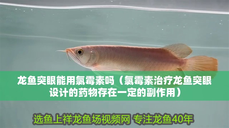 龍魚突眼能用氯霉素嗎（氯霉素治療龍魚突眼設計的藥物存在一定的副作用）