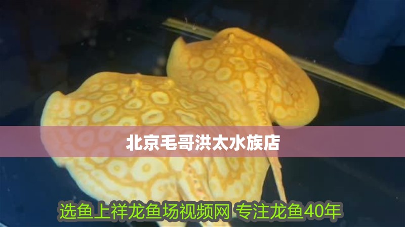 北京毛哥洪太水族店