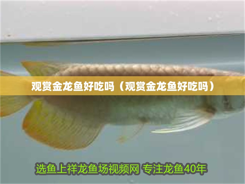 觀賞金龍魚好吃嗎（觀賞金龍魚好吃嗎） 觀賞金龍魚好吃嗎（觀賞金龍魚好吃嗎） 銀龍魚百科