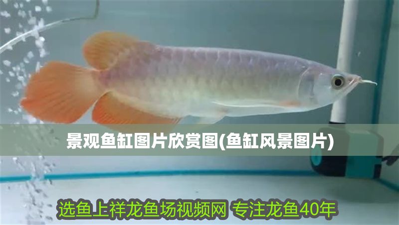 景觀魚缸圖片欣賞圖(魚缸風景圖片)