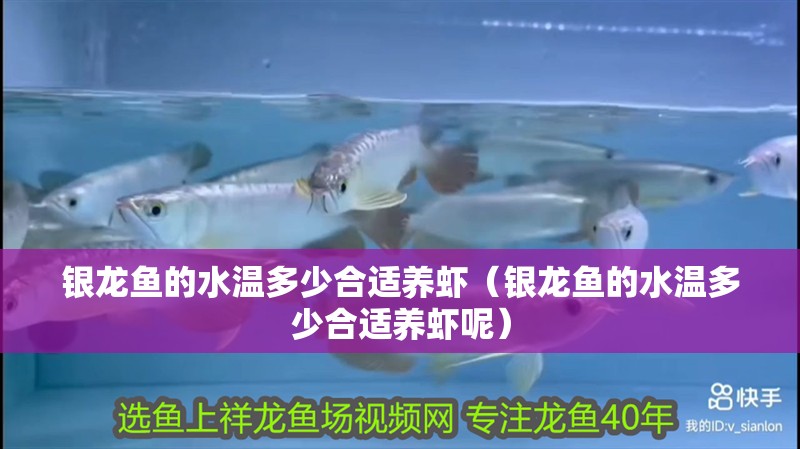 銀龍魚的水溫多少合適養(yǎng)蝦（銀龍魚的水溫多少合適養(yǎng)蝦呢）