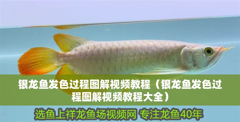 銀龍魚發色過程圖解視頻教程（銀龍魚發色過程圖解視頻教程大全）