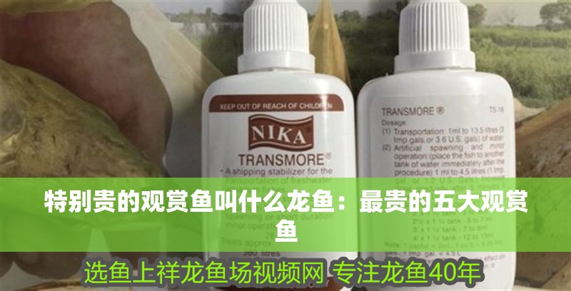 特別貴的觀賞魚叫什么龍魚：最貴的五大觀賞魚