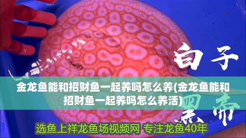 金龍魚(yú)能和招財(cái)魚(yú)一起養(yǎng)嗎怎么養(yǎng)(金龍魚(yú)能和招財(cái)魚(yú)一起養(yǎng)嗎怎么養(yǎng)活)