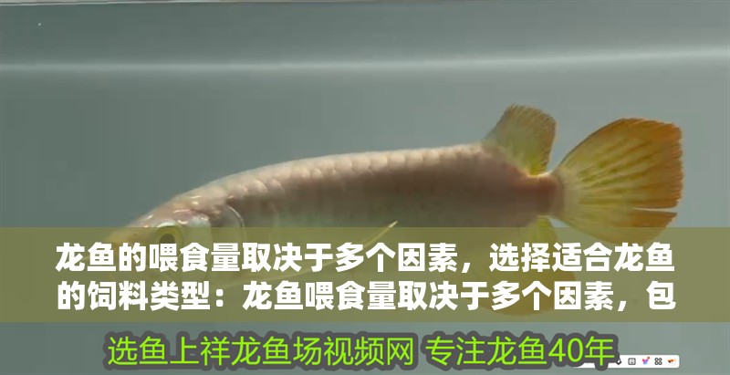 龍魚的喂食量取決于多個因素，選擇適合龍魚的飼料類型：龍魚喂食量取決于多個因素，包括龍魚的大小、食欲、水質環(huán)境等