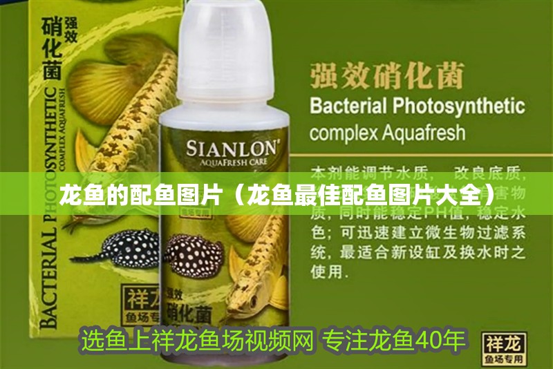 龍魚的配魚圖片（龍魚最佳配魚圖片大全）