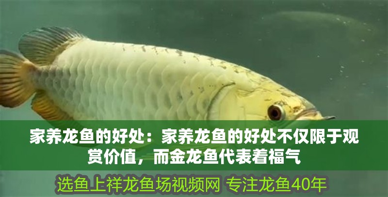 家養(yǎng)龍魚的好處：家養(yǎng)龍魚的好處不僅限于觀賞價(jià)值，而金龍魚代表著福氣