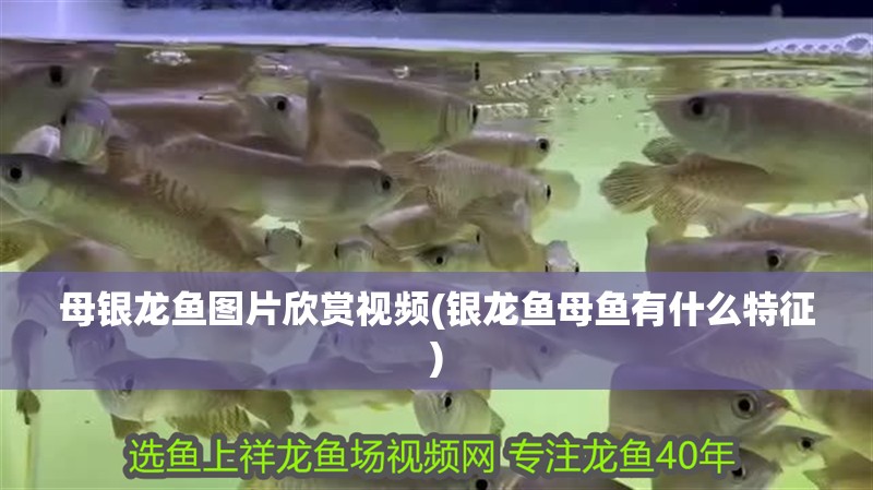 母銀龍魚圖片欣賞視頻(銀龍魚母魚有什么特征)