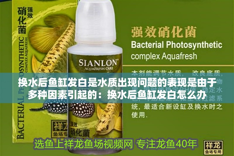 換水后魚缸發白是水質出現問題的表現是由于多種因素引起的：換水后魚缸發白怎么辦 換水后魚缸發白是水質出現問題的表現是由于多種因素引起的：換水后魚缸發白怎么辦 魚缸百科