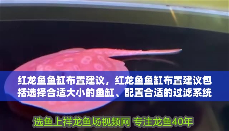 紅龍魚魚缸布置建議，紅龍魚魚缸布置建議包括選擇合適大小的魚缸、配置合適的過濾系統(tǒng)、添加適當?shù)难b飾和水草